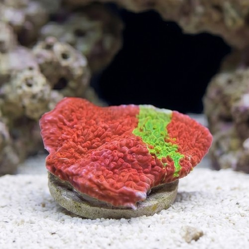 Plating Montipora Coral : Green & Red Grafted - Aquacultured