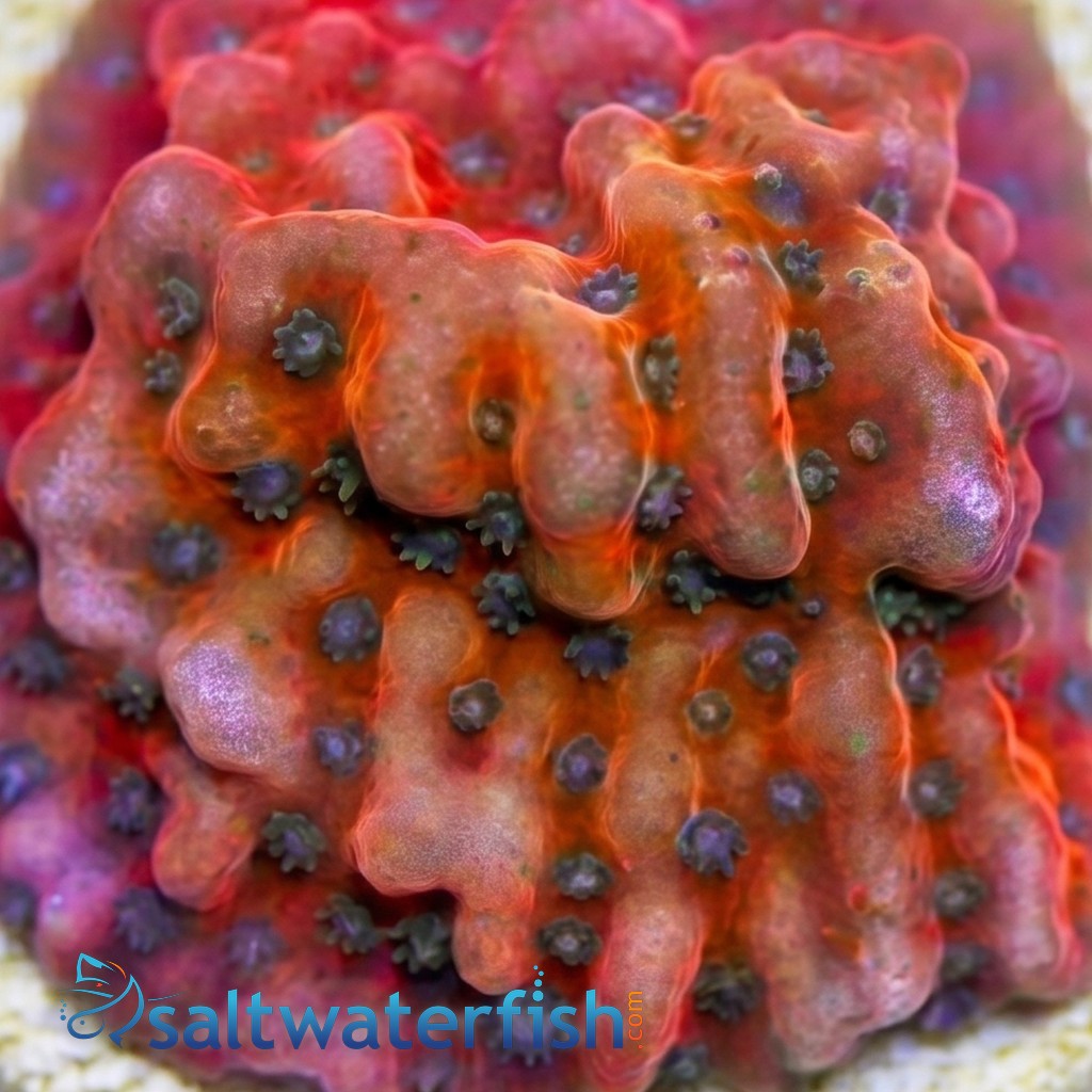 Encrusting Montipora: Kaboom