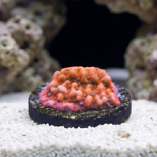 Encrusting Montipora: Kaboom