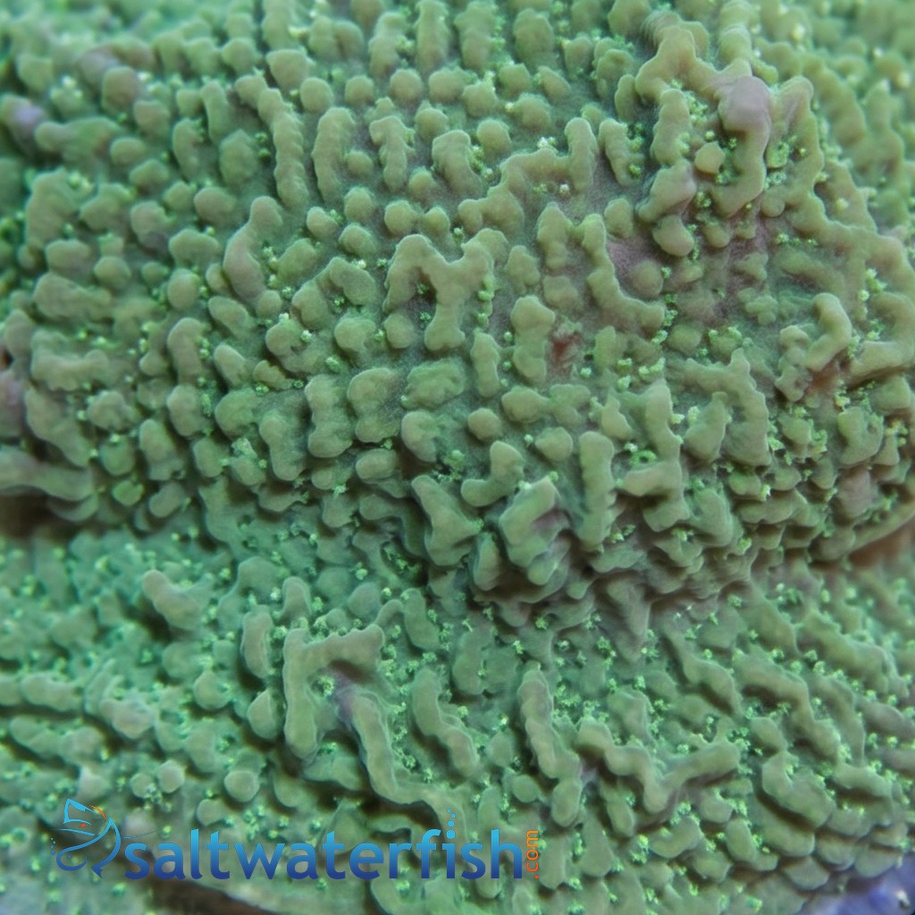 Montipora Coral: Undata Neon Green - Aquacultured