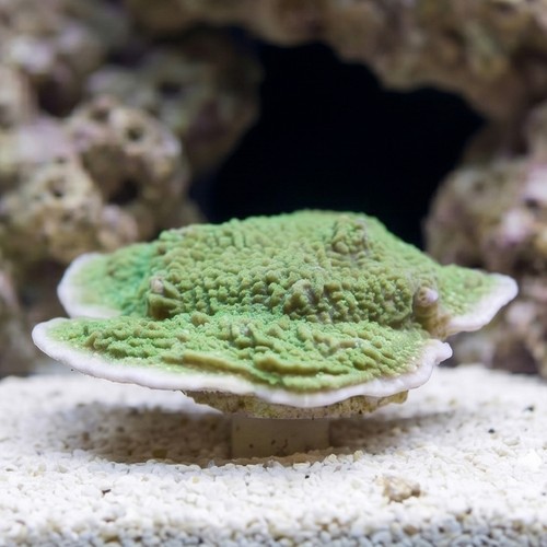 Montipora Coral: Undata Neon Green - Aquacultured