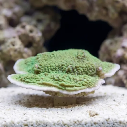 Montipora Coral: Undata Neon Green - Aquacultured