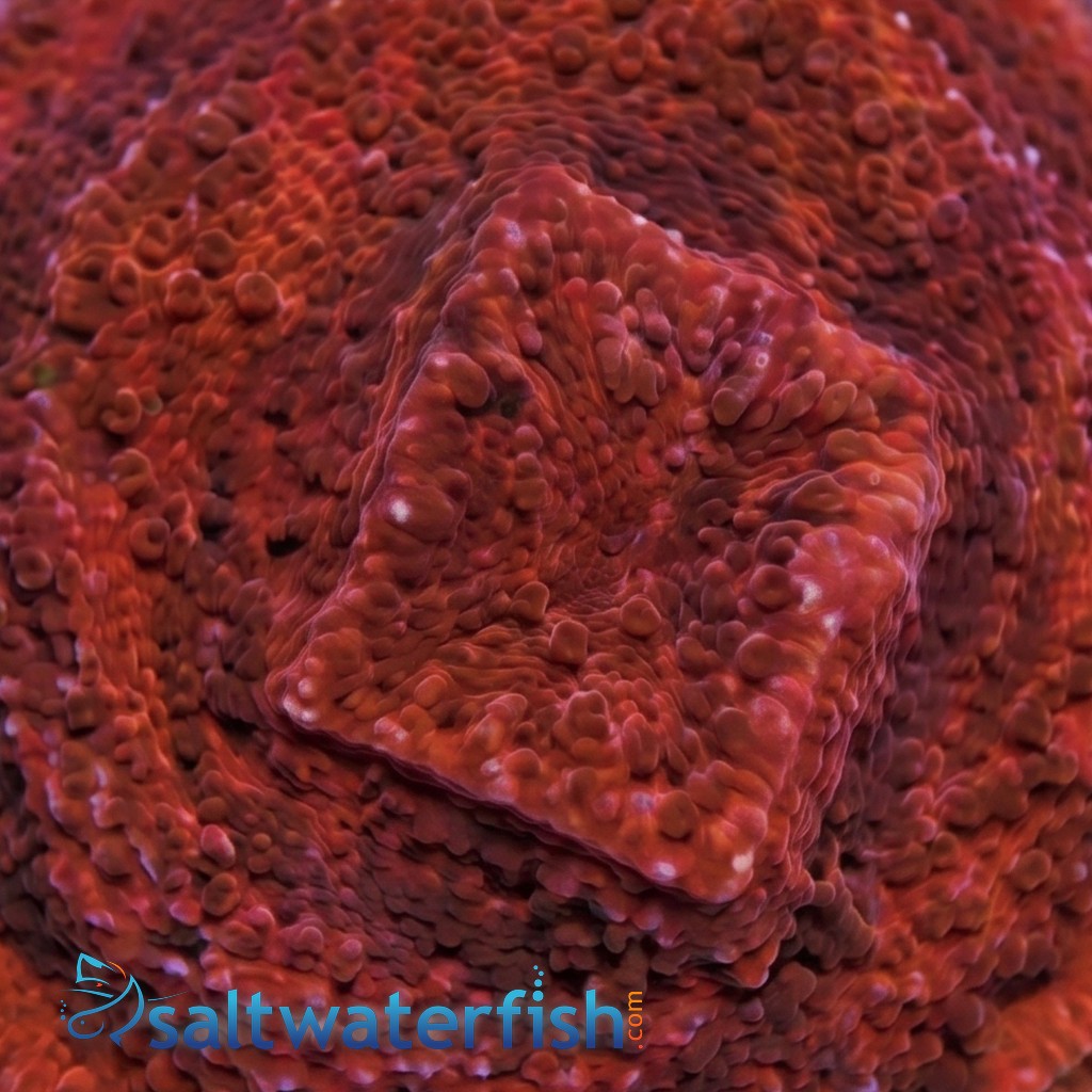 Montipora Coral: Orange Plating