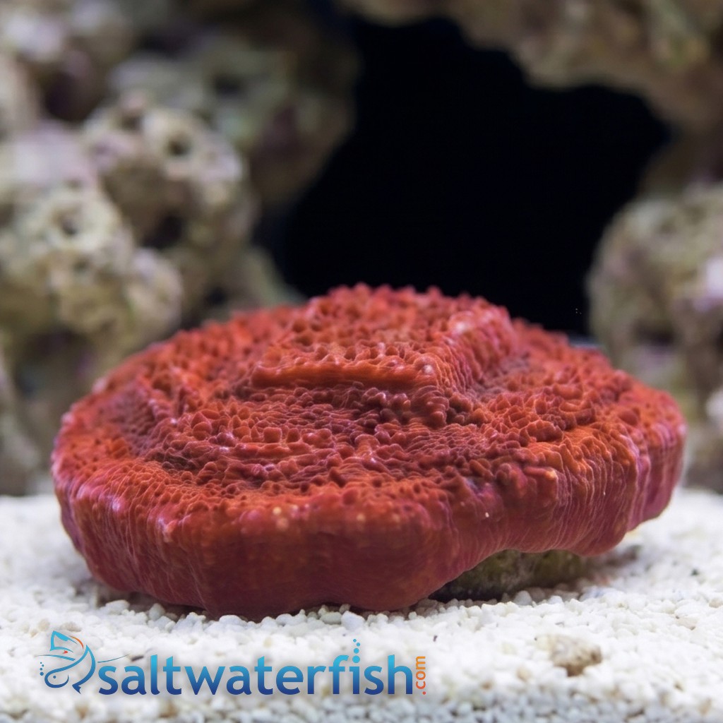Montipora Coral: Orange Plating