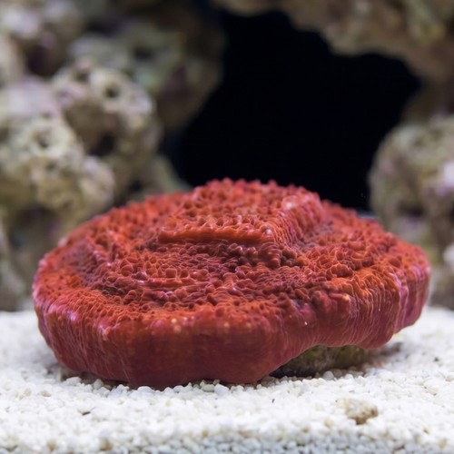 Montipora Coral: Orange Plating