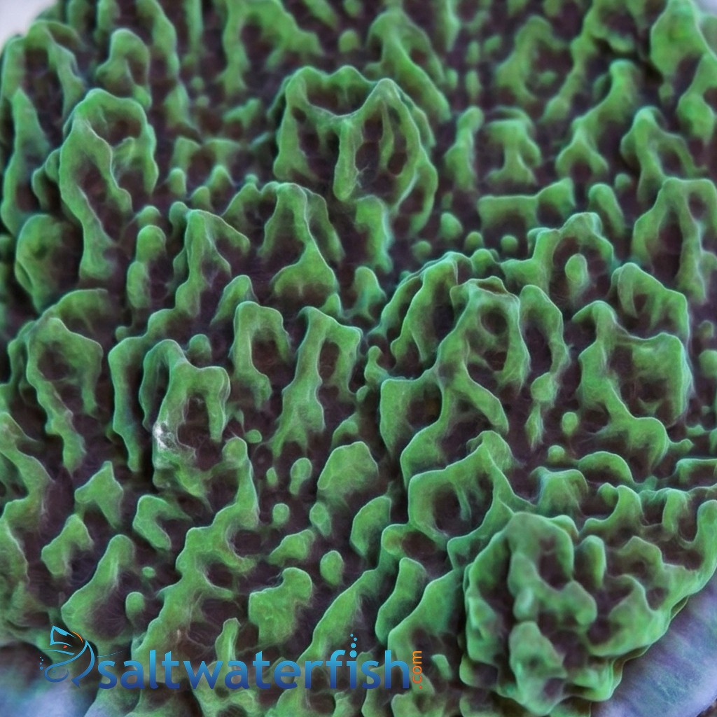 Encrusting Montipora: "Jedi Mind Trick" Green w/ Orange Polyps