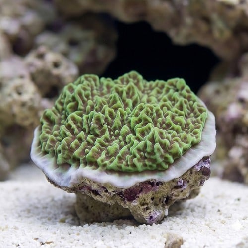 Encrusting Montipora: "Jedi Mind Trick" Green w/ Orange Polyps