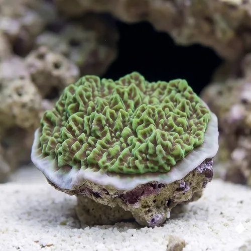 Encrusting Montipora: "Jedi Mind Trick" Green w/ Orange Polyps