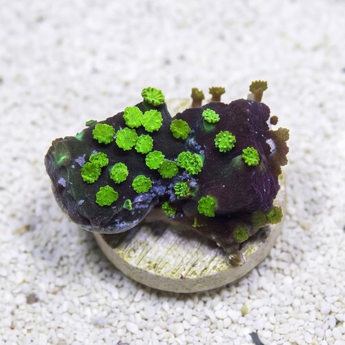 Encrusting Montipora: Green Large Polyp - Australia