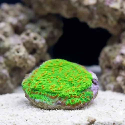 Plating Montipora: Green w/ Red Polyps - Aquacultured