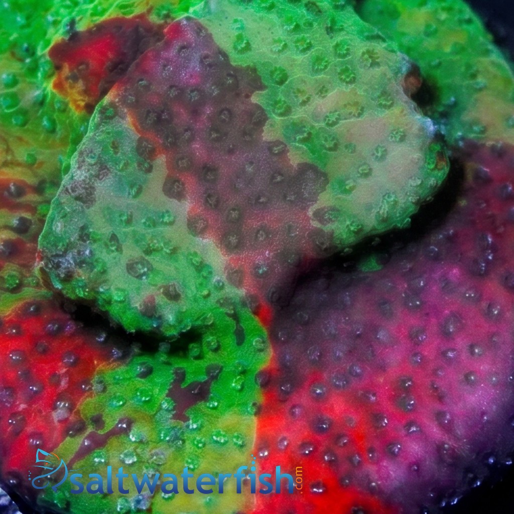 Encrusting Montipora: Danger Zone - Aquacultured