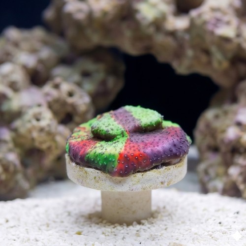 Encrusting Montipora: Danger Zone - Aquacultured