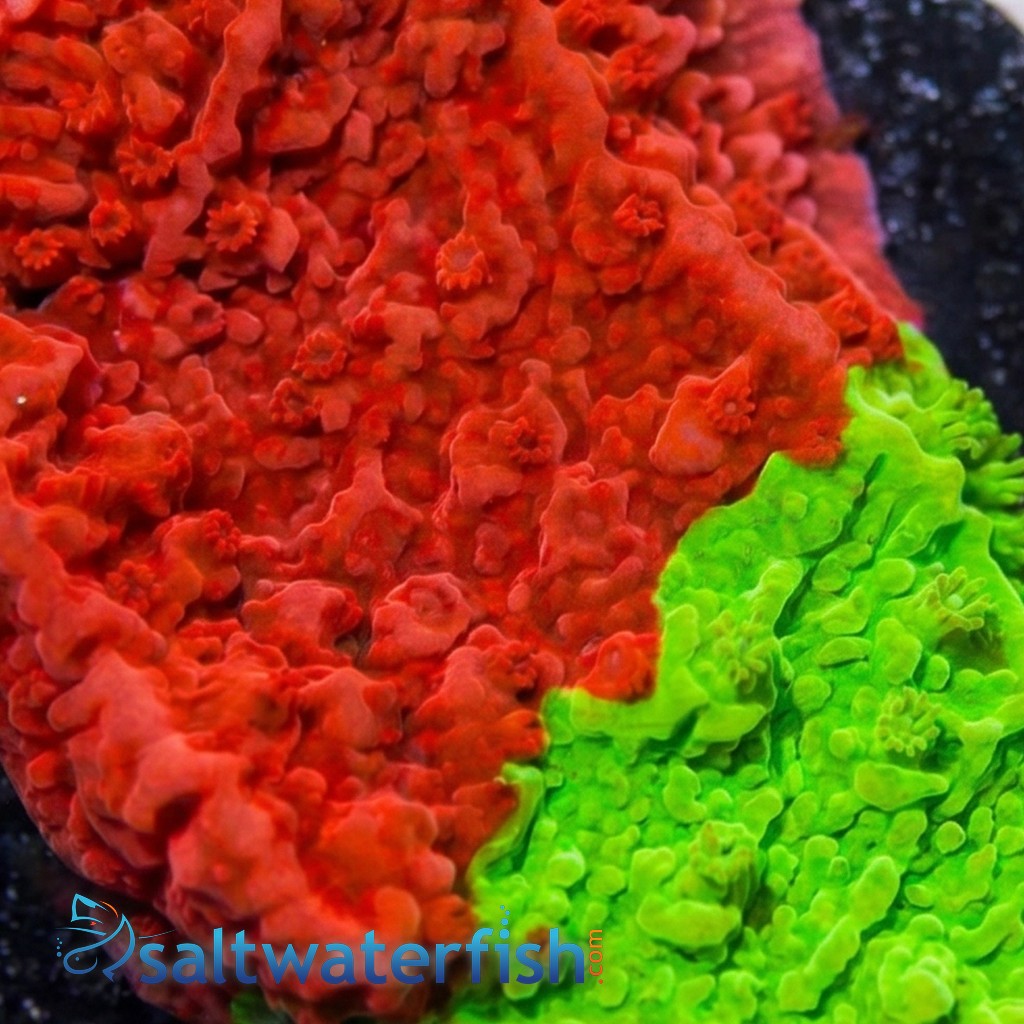 Cap Montipora: Nuclear Fusion  - Aquacultured