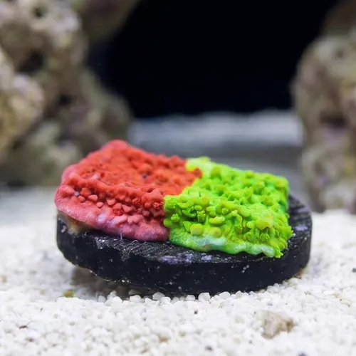 Cap Montipora: Nuclear Fusion  - Aquacultured