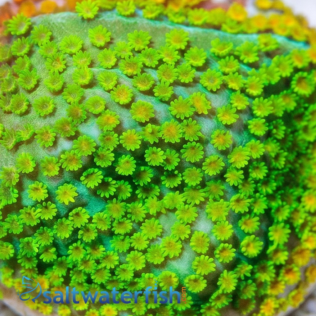 Encrusting Montipora: Fruity Pebbles - Aquacultured