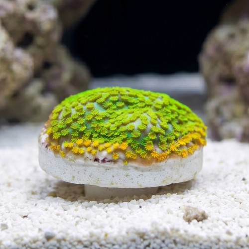 Encrusting Montipora: Fruity Pebbles - Aquacultured