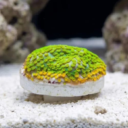 Encrusting Montipora: Fruity Pebbles - Aquacultured