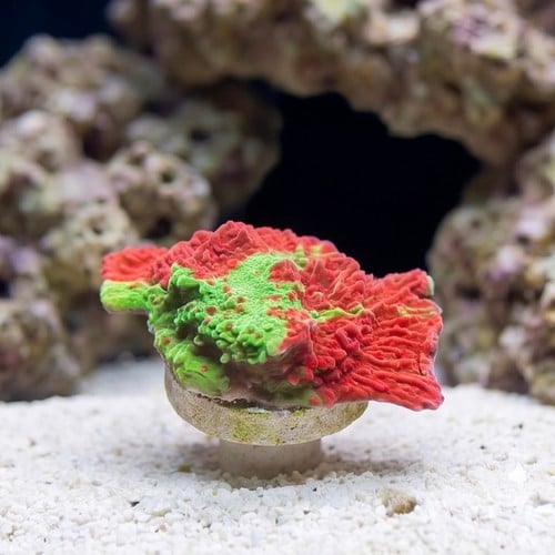 Plating Montipora: Green and Red w/ Red Polyps