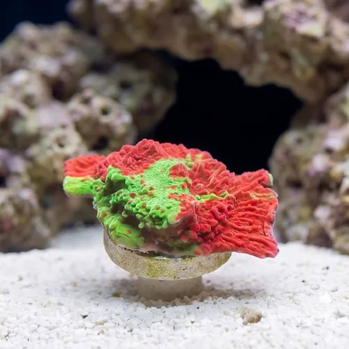 Plating Montipora: Green and Red w/ Red Polyps