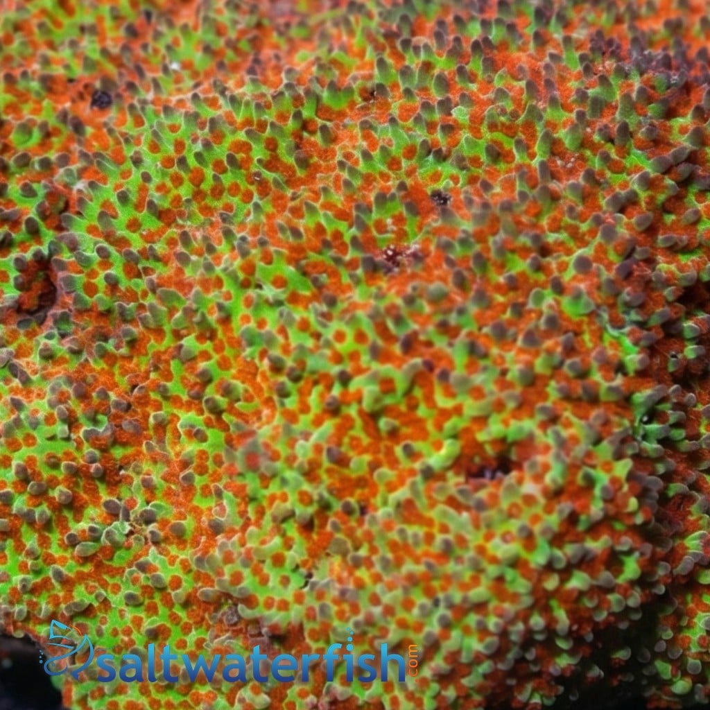 Montipora: Ultra - Australia