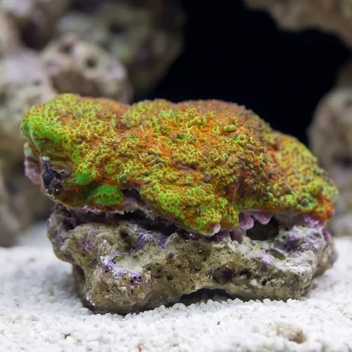Montipora: Ultra - Australia