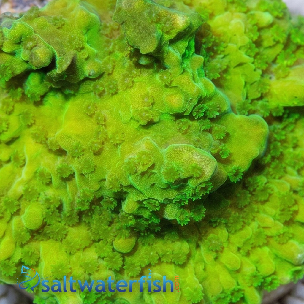 Montipora Hirsuta: Green - Aquacultured