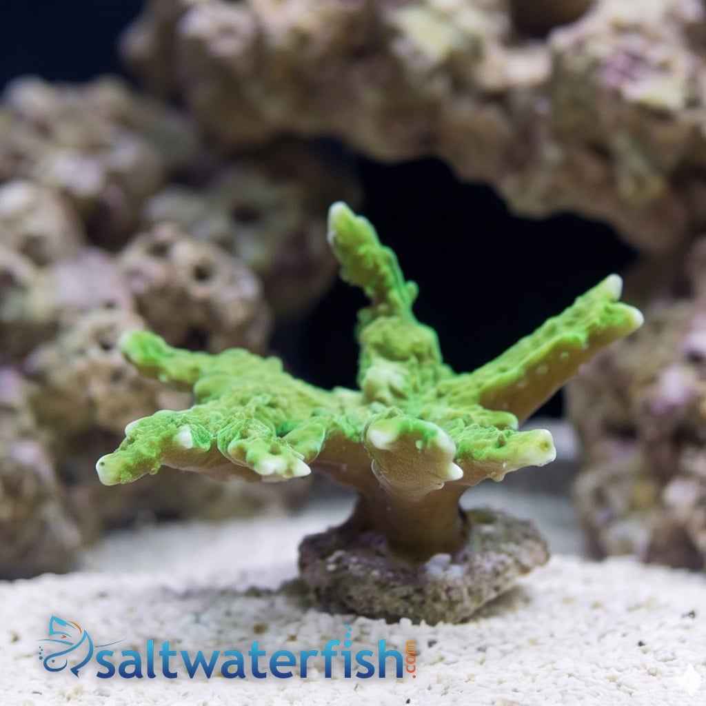 Montipora Hirsuta: Green - Aquacultured