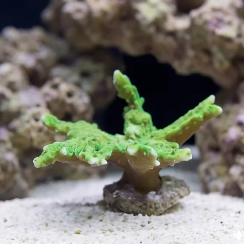 Montipora Hirsuta: Green - Aquacultured