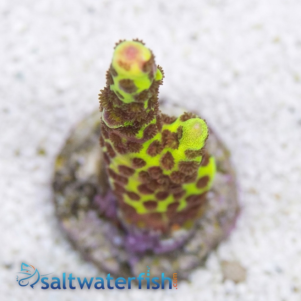 Montipora : Spongodes Slimeball - Aquacultured