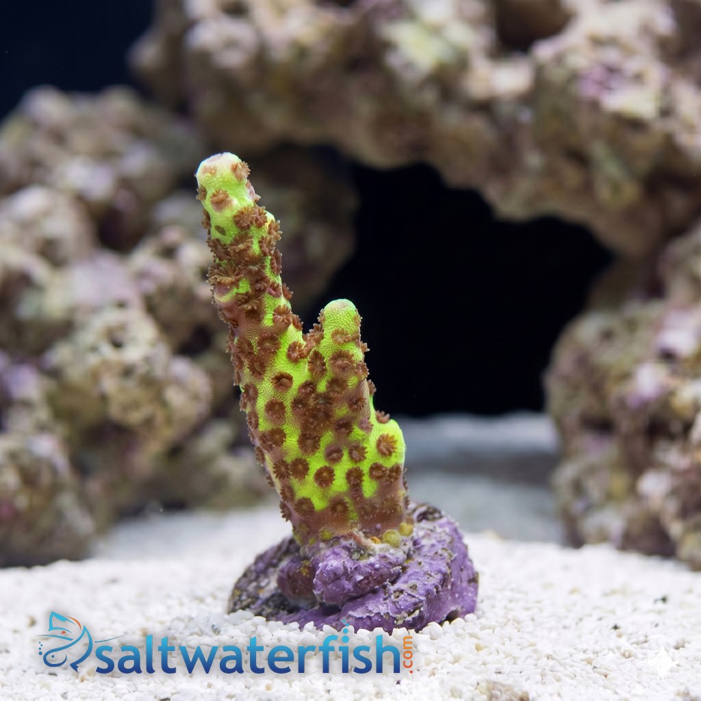 Montipora : Spongodes Slimeball - Aquacultured