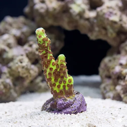 Montipora : Spongodes Slimeball - Aquacultured