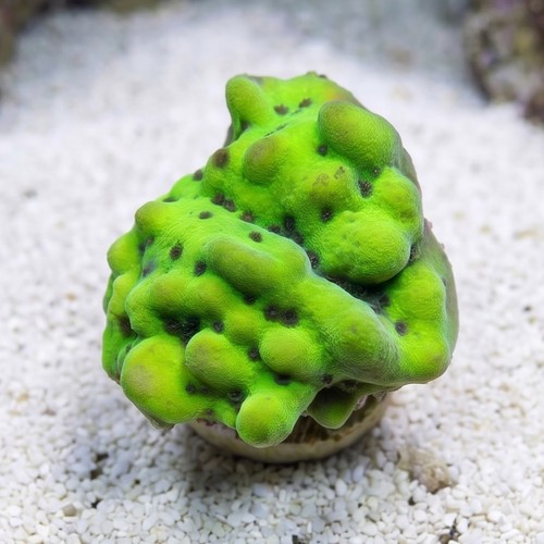 Encrusting Montipora: Lucky Charms - Aquacultured