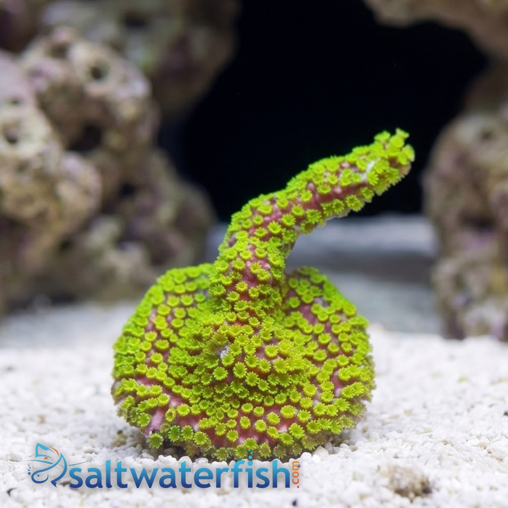 Montipora Branching: Purpe Tide - Aquacultured