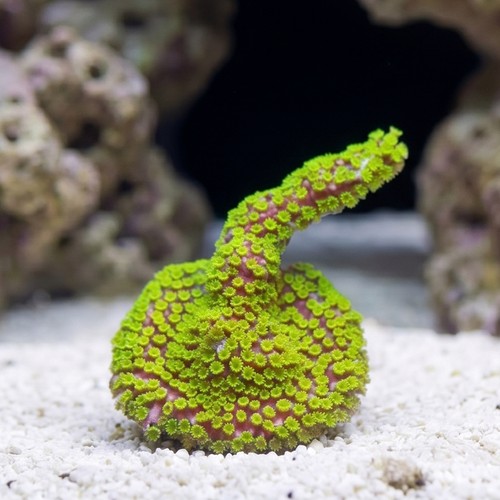 Montipora Branching: Purpe Tide - Aquacultured