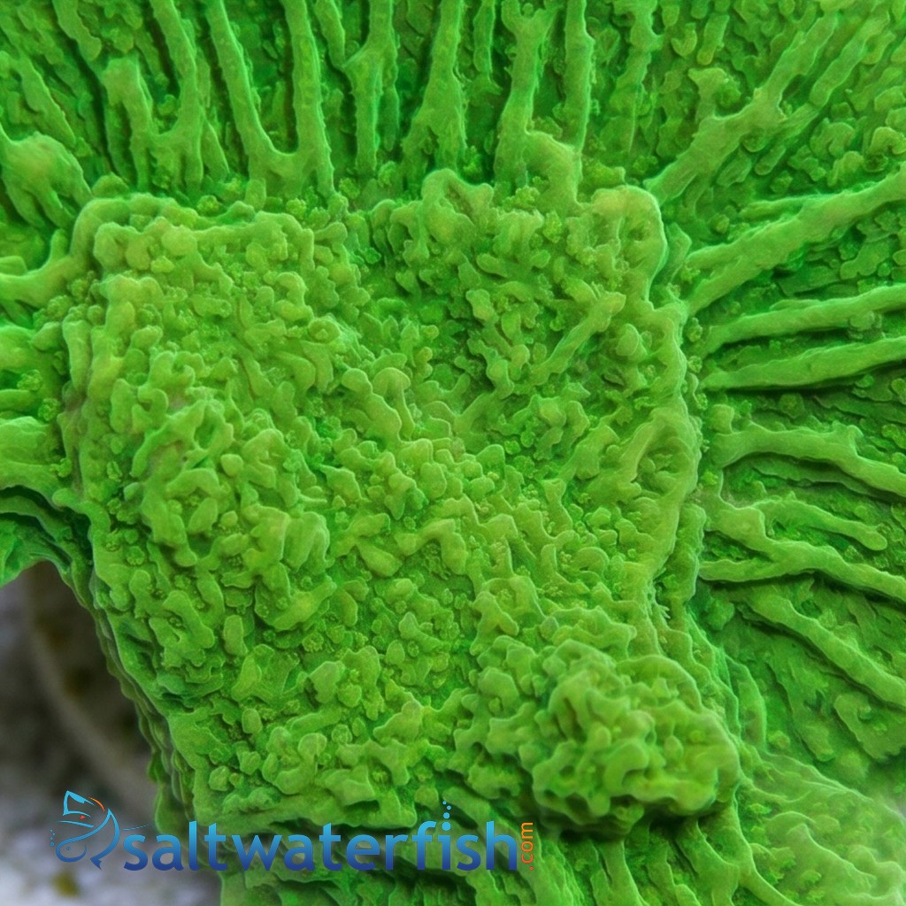 Cap Montipora: Flower Petal - Aquacultured
