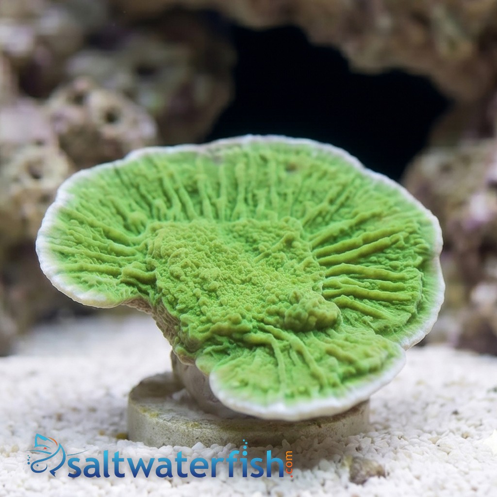 Cap Montipora: Flower Petal - Aquacultured
