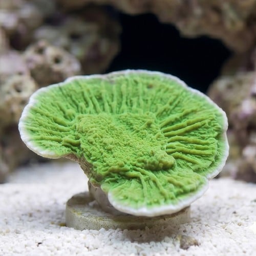 Cap Montipora: Flower Petal - Aquacultured