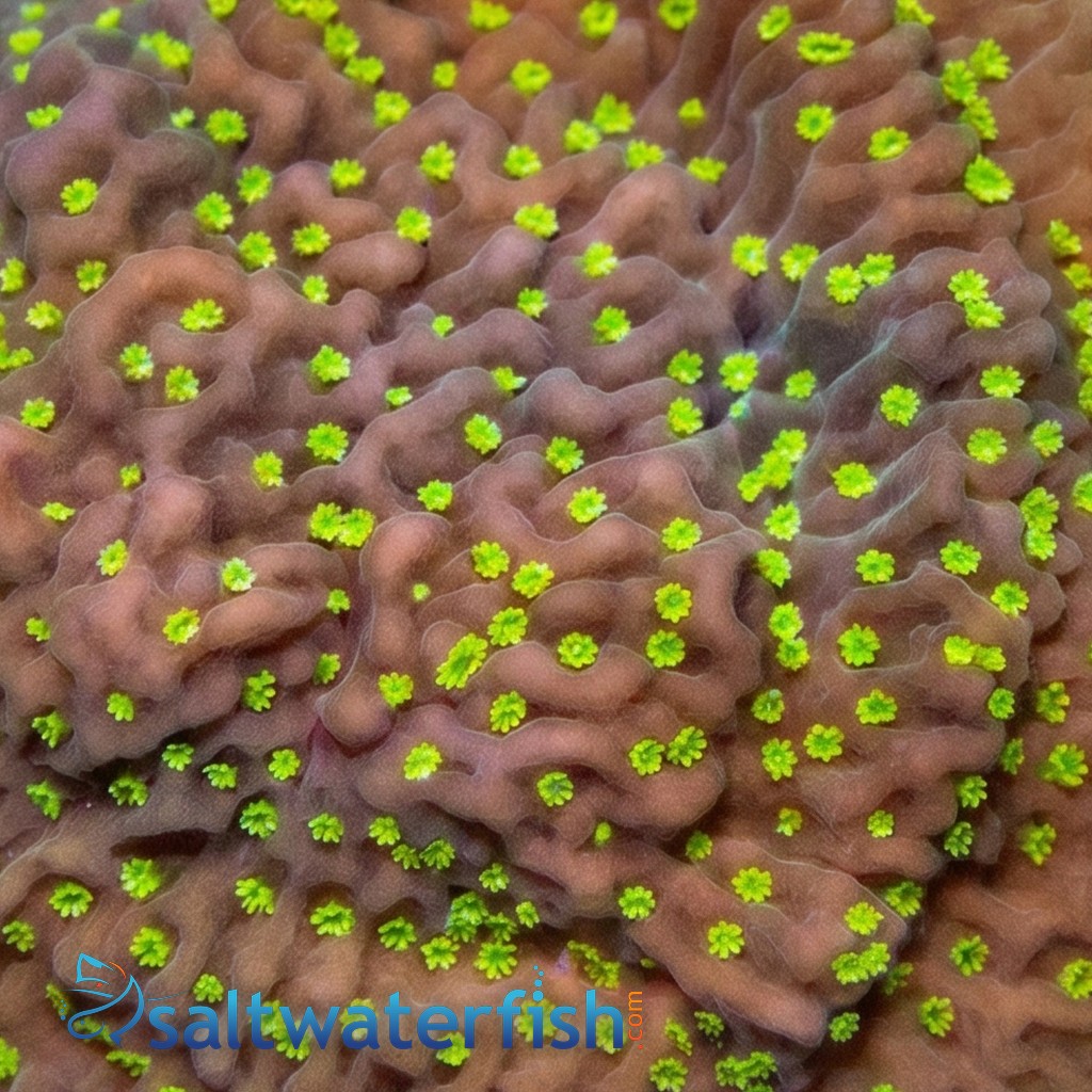 Encrusting Montipora: Green w/ Neon Green polyps & Pink Rim - Aquacultured