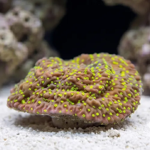 Encrusting Montipora: Green w/ Neon Green polyps & Pink Rim - Aquacultured