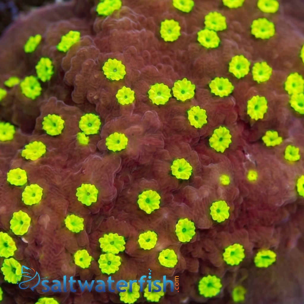 Encrusting Montipora: Tiki Torch - Aquacultured
