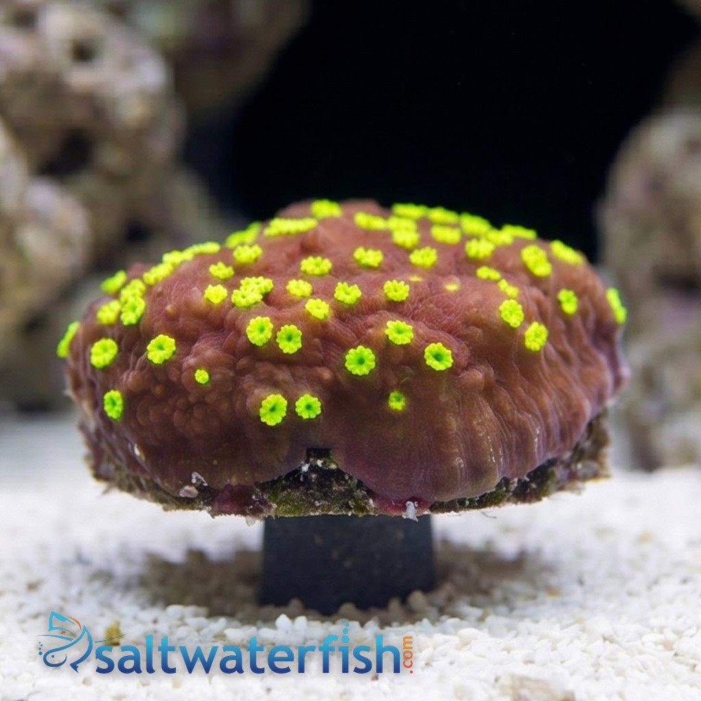 Encrusting Montipora: Tiki Torch - Aquacultured