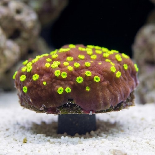 Encrusting Montipora: Tiki Torch - Aquacultured