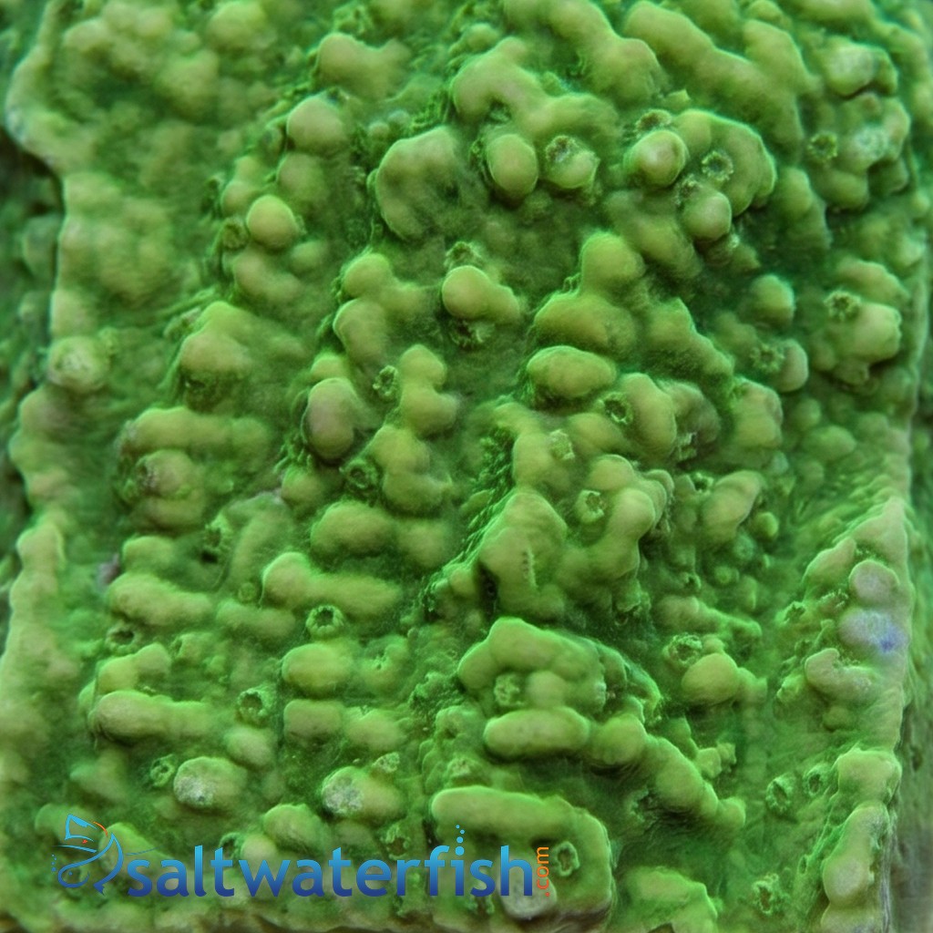 Cap Montipora: Aequituberculata - Aquacultured