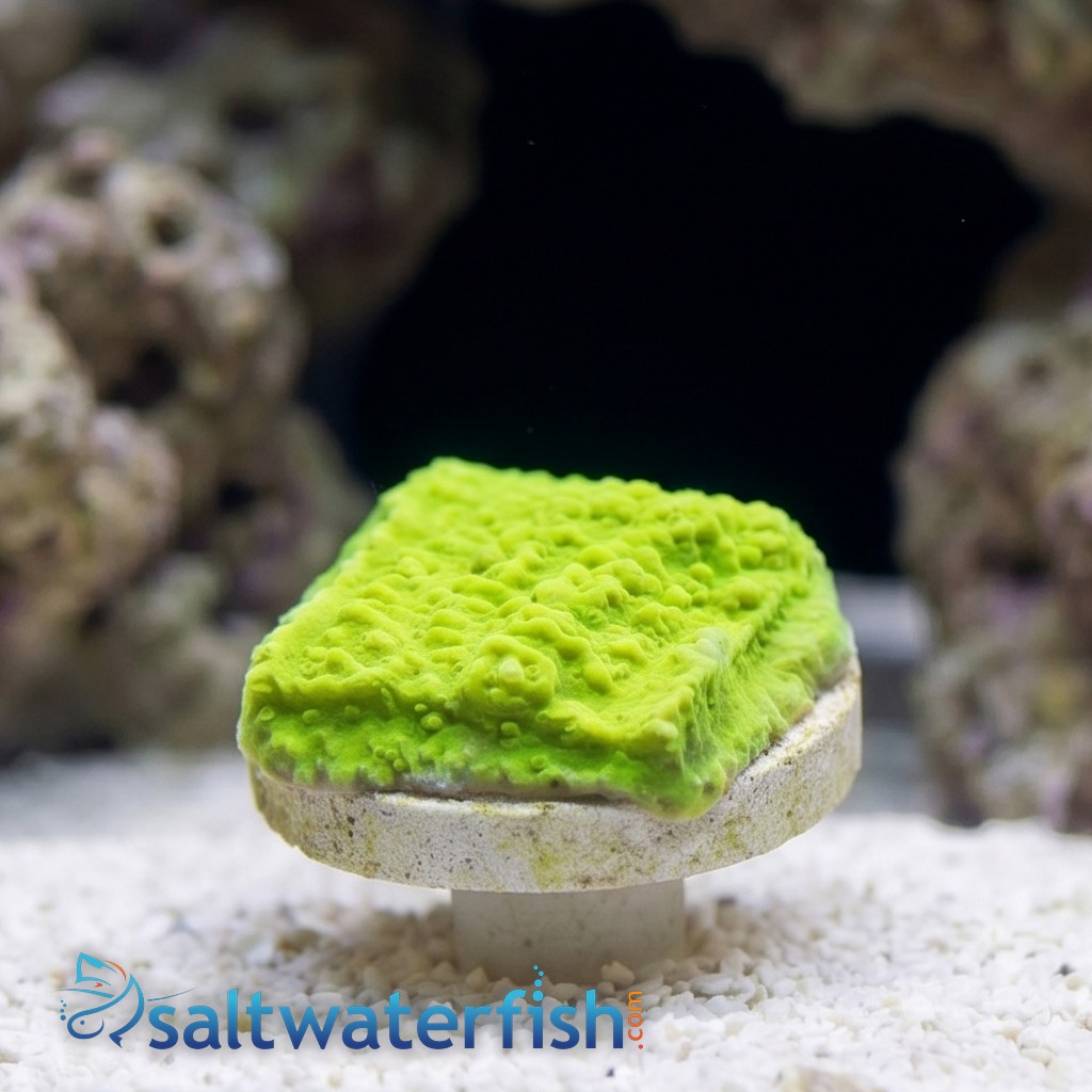 Cap Montipora: Aequituberculata - Aquacultured