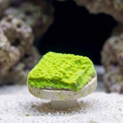 Cap Montipora: Aequituberculata - Aquacultured