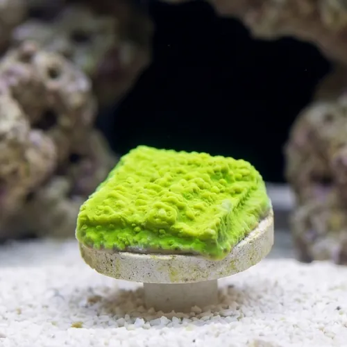 Cap Montipora: Aequituberculata - Aquacultured