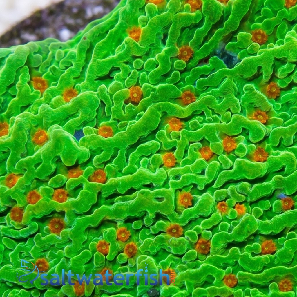 Encrusting Montipora: Tequila Sunrise - Aquacultured