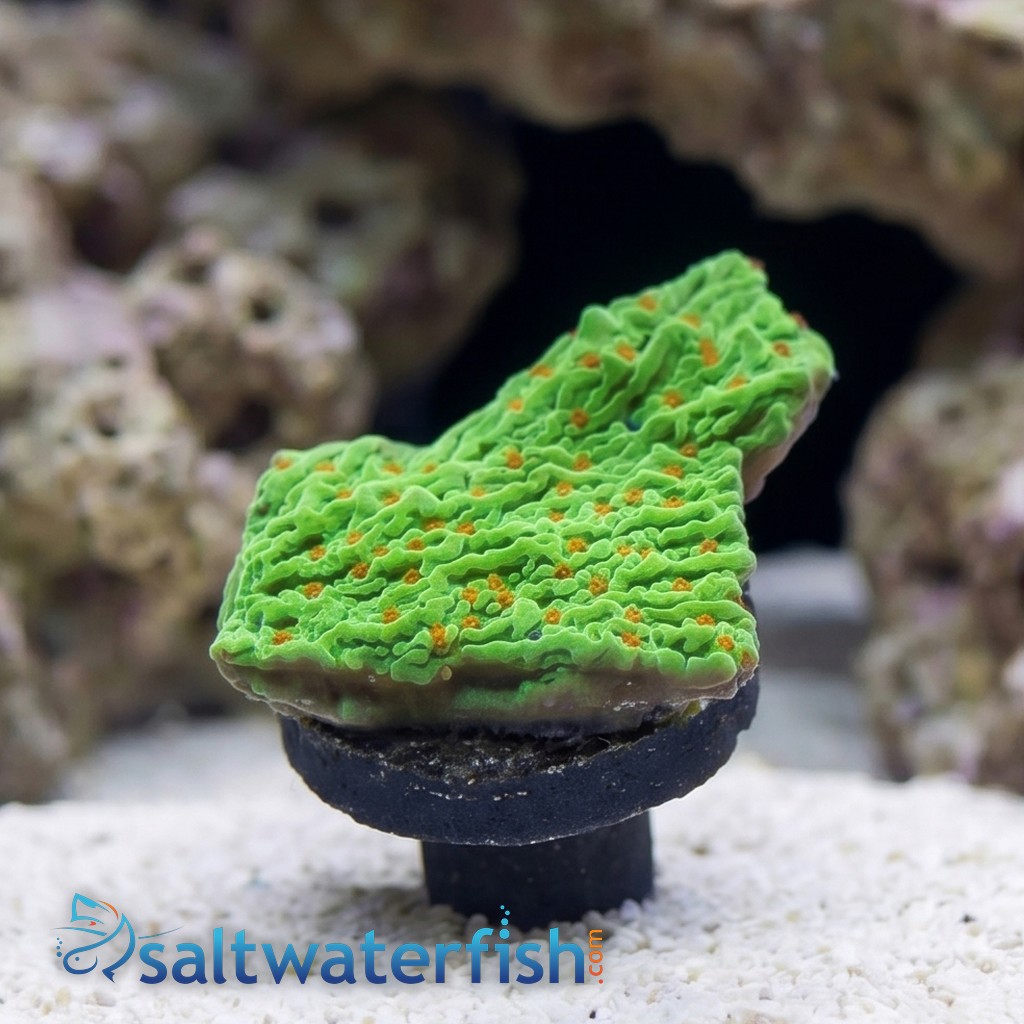 Encrusting Montipora: Tequila Sunrise - Aquacultured