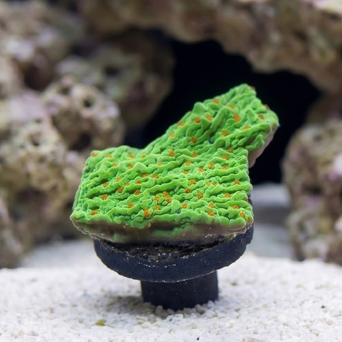 Encrusting Montipora: Tequila Sunrise - Aquacultured