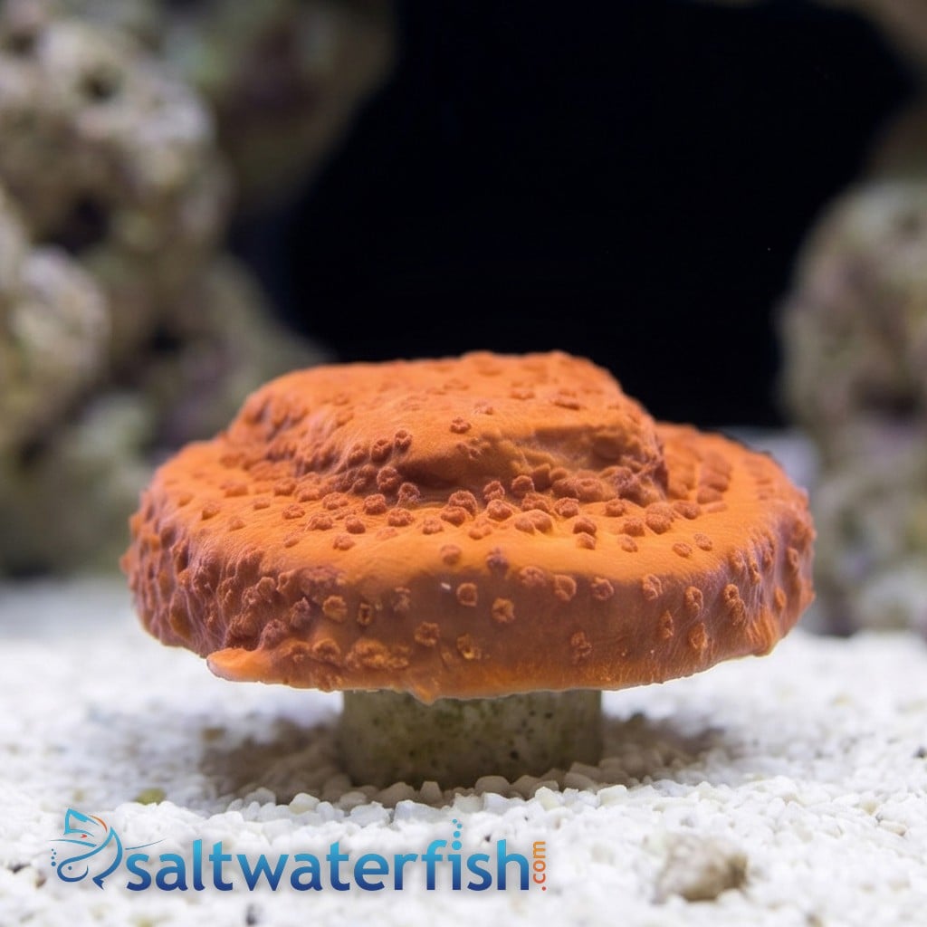 Encrusting Montipora: Atomic Red - Aquacultured